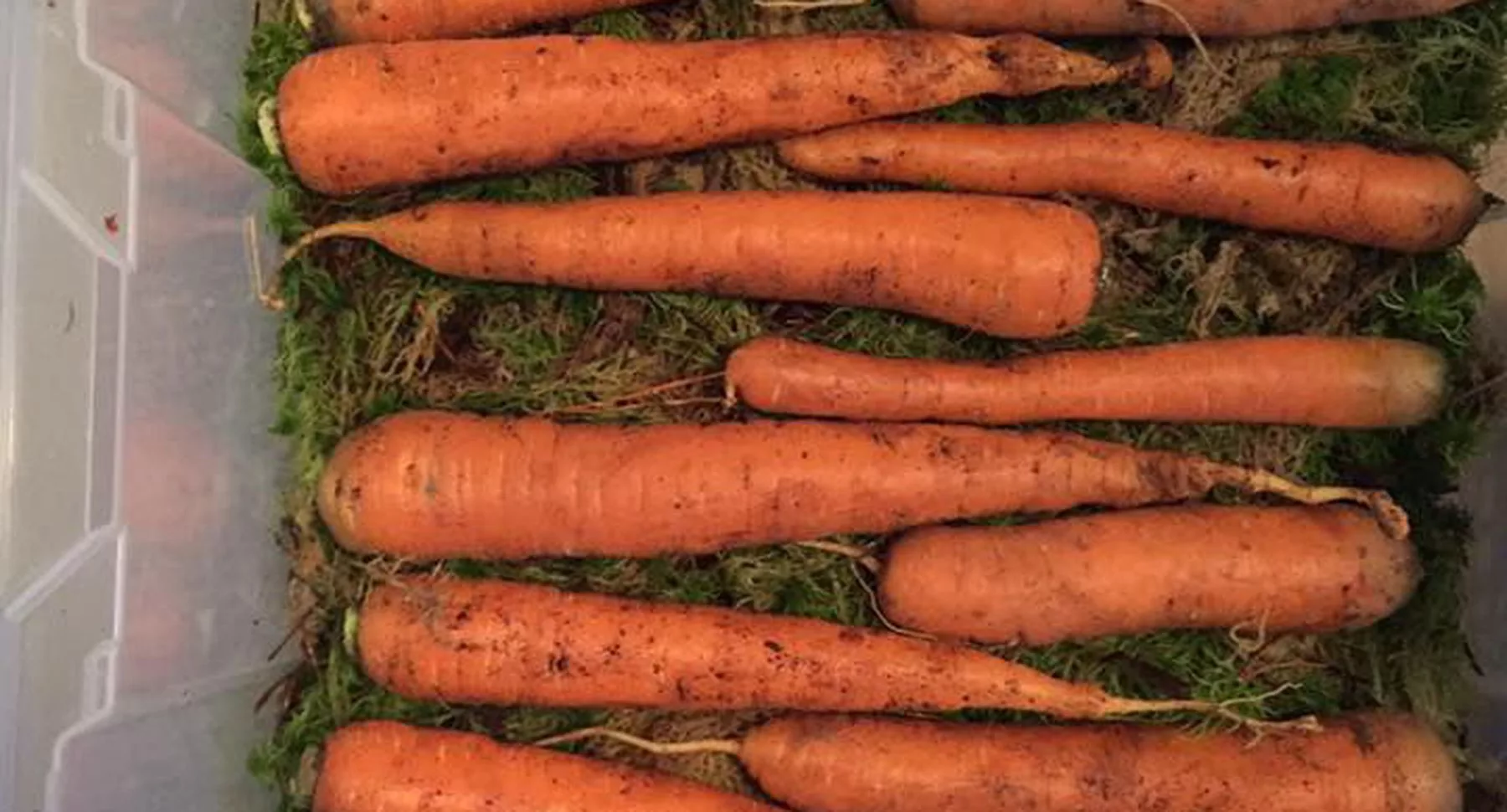 Как хранить морковь в квартире. Хранение моркови. Хранение моркови на зиму. Морковь в ящике. Ящик для хранения моркови.