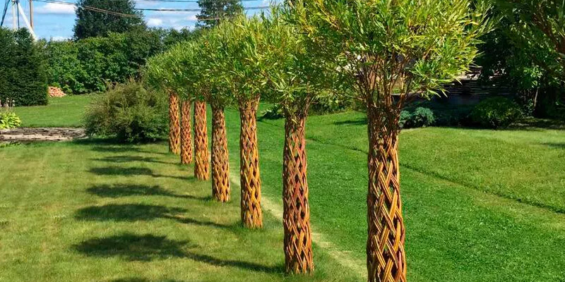 Плетеные деревья из ивы своими руками для ландшафтного дизайна сада - Блог Спелов