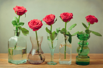 Как продлить жизнь розам в вазе