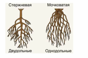 Какая корневая система у однодольных растений