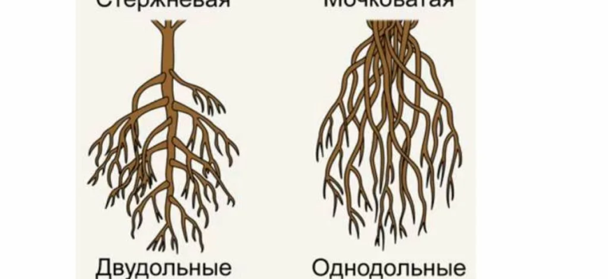 Какая корневая система у однодольных растений