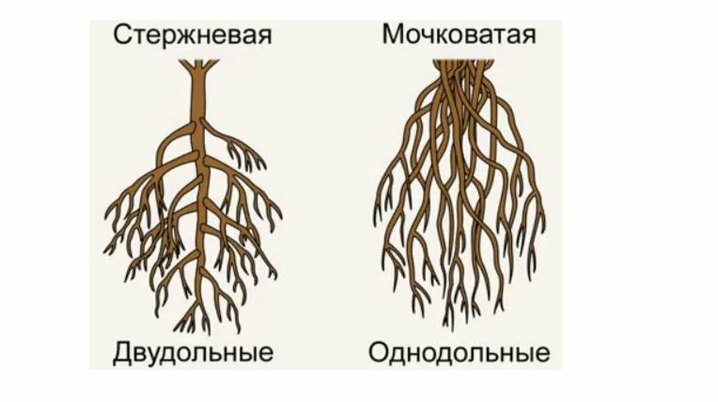 Стержневая корневая система которая обозначена на рисунке буквой